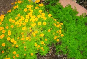 edible marigolds and carrots
