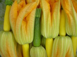 edible squash blossoms