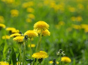 edible dandelion flower