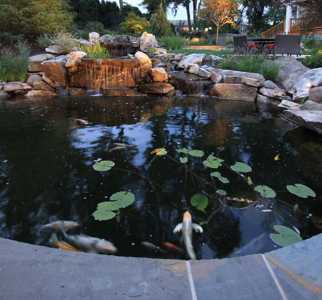 garden koi pond with lily pads