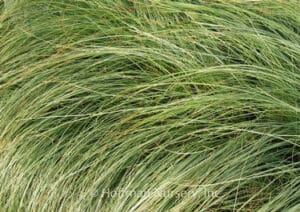 Carex-mop headed sedge