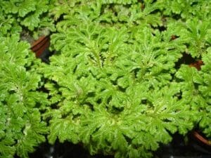 groundcover-peacock spikemoss