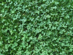 Clover lawn grass alternative