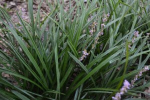Mondo Grass groundcover in bloom
