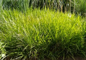 lily turf lawn grass alternative