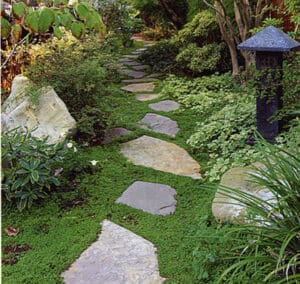 groundcover in stepping stone pathway