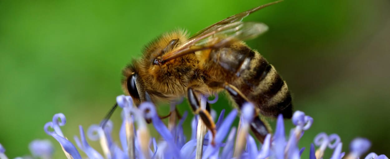 honeybee-on-purple-flower