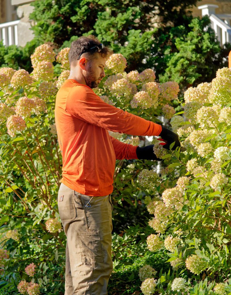 landscape management tech pruning hydrangeas