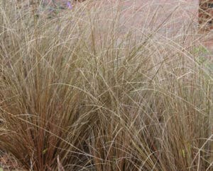 red rooster sedge