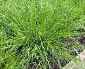 creek sedge