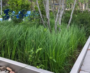 tussock sedge carex