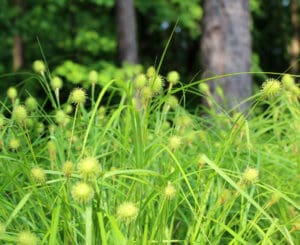 cattail sedge carex