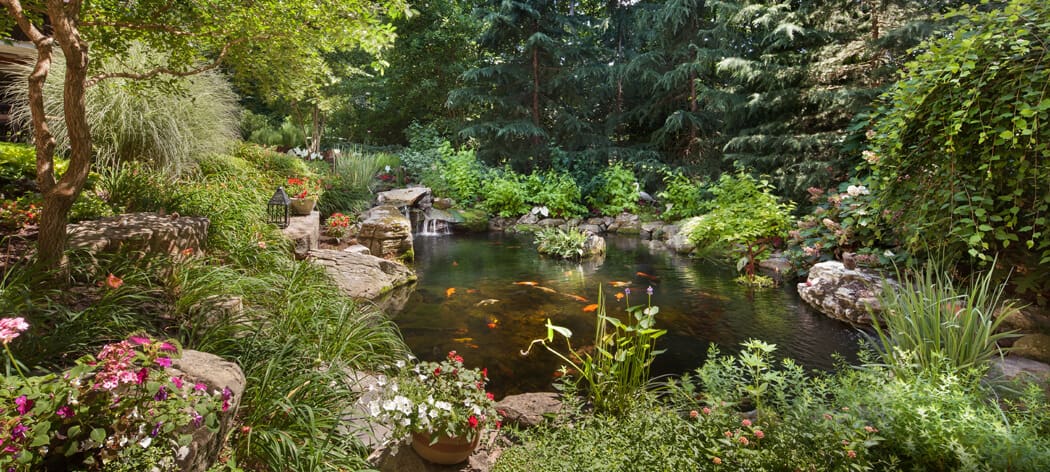 backyard fish pond with koi