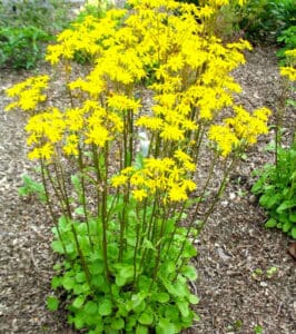 golden ragwort as base layer in a wildlife garden