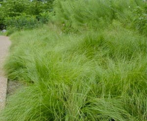 pair dropseed as understory layer in a meadow