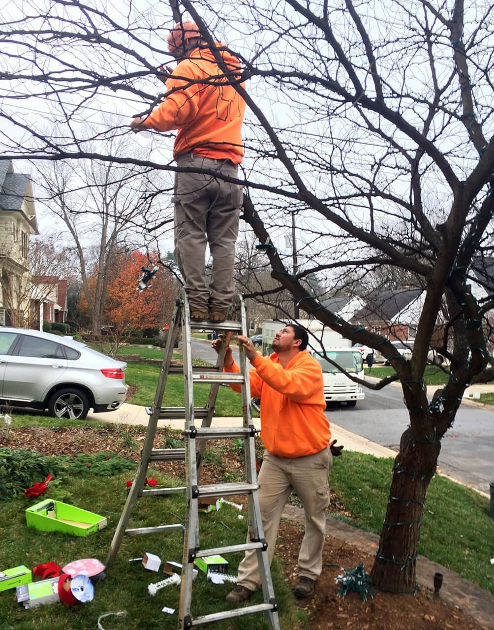 fine gardeners pruning technique