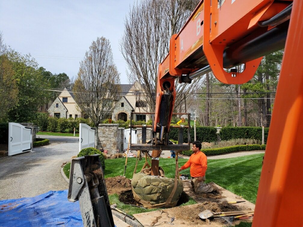 landscaping service crew planting a large tree