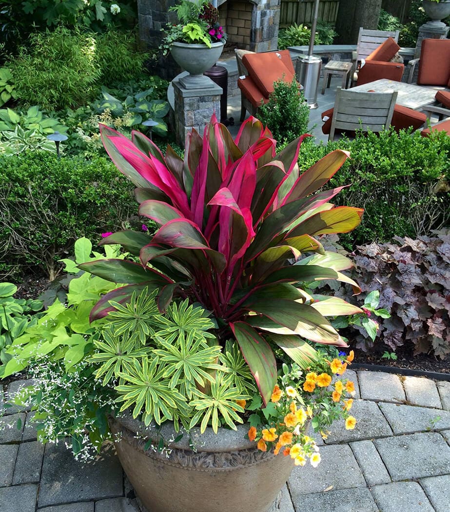 patio container summer annuals display