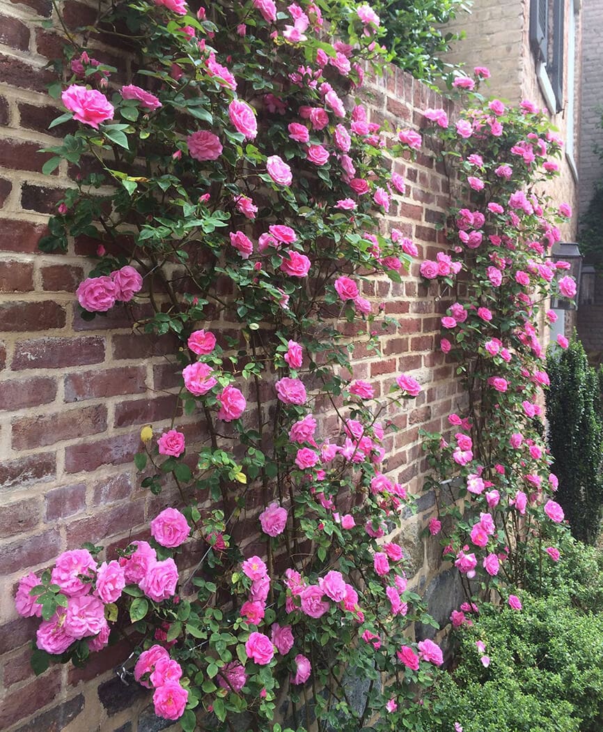 climbing perennial roses