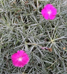 perennial dianthus flowers