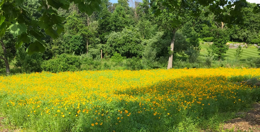 perennial flowering meadow plot