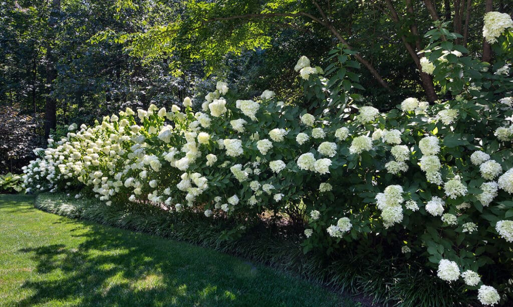 hydrangea backyard privacy border
