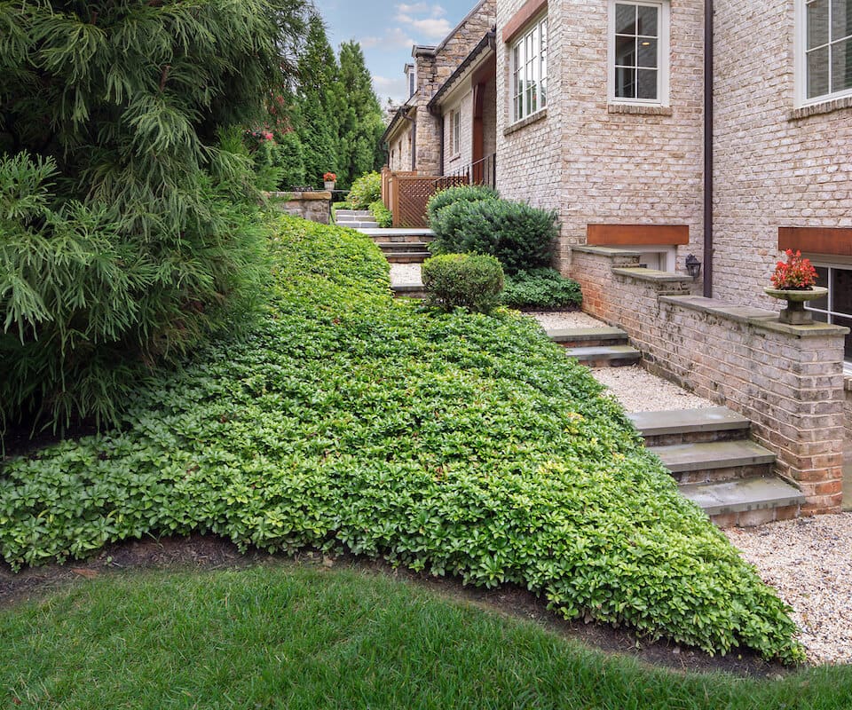 side yard ground cover and border plantings