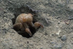 cicada nymph emerging from ground