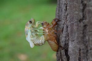 cicada molting