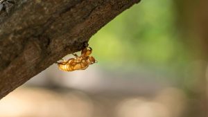 discarded cicada exoskeleton