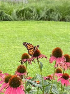 butterfly & coneflower