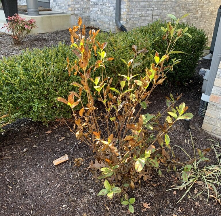 Plants in Winter What Happens When Temperatures are Erratic