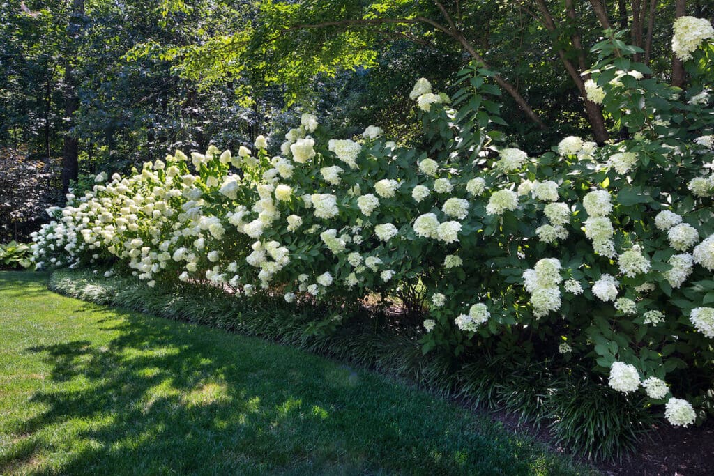 Why Your Flowering Shrubs Aren’t Blooming