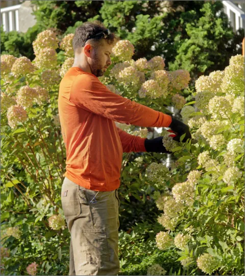man trimming bushes