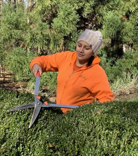 woman trimming hedges