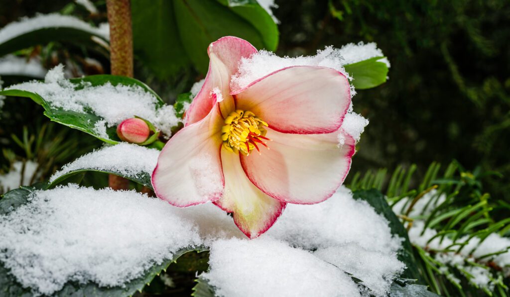 Lenten rose blossom and foliage frosted with snow