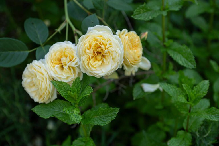 perfect blossoms in a perfectly maintained garden