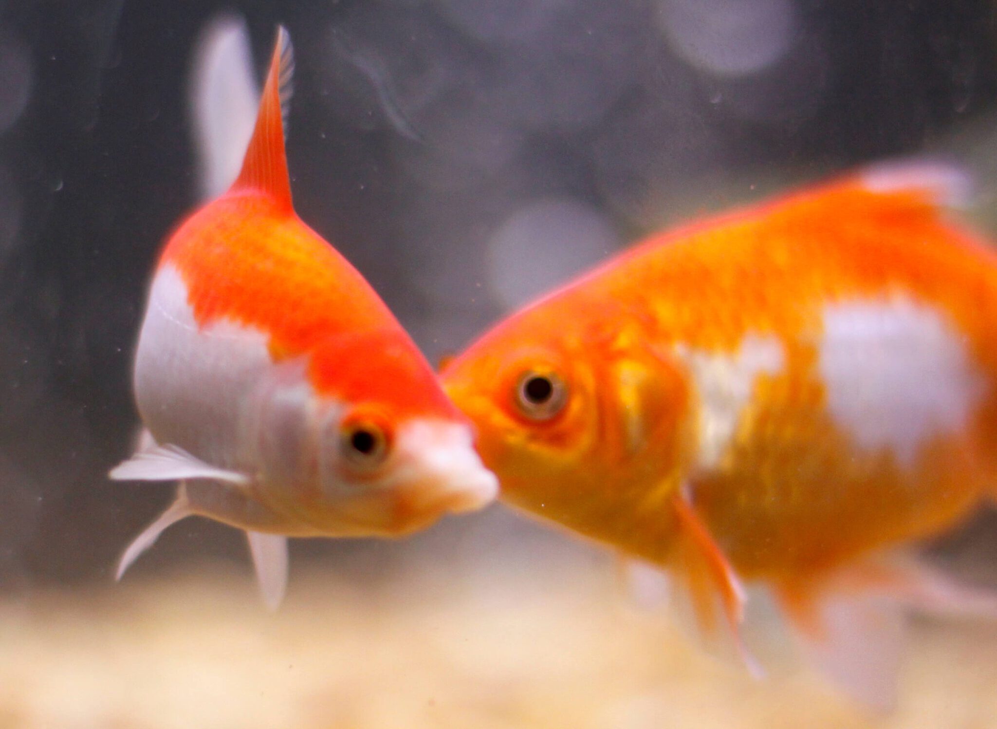 koi fish care protects the health of your pond fish