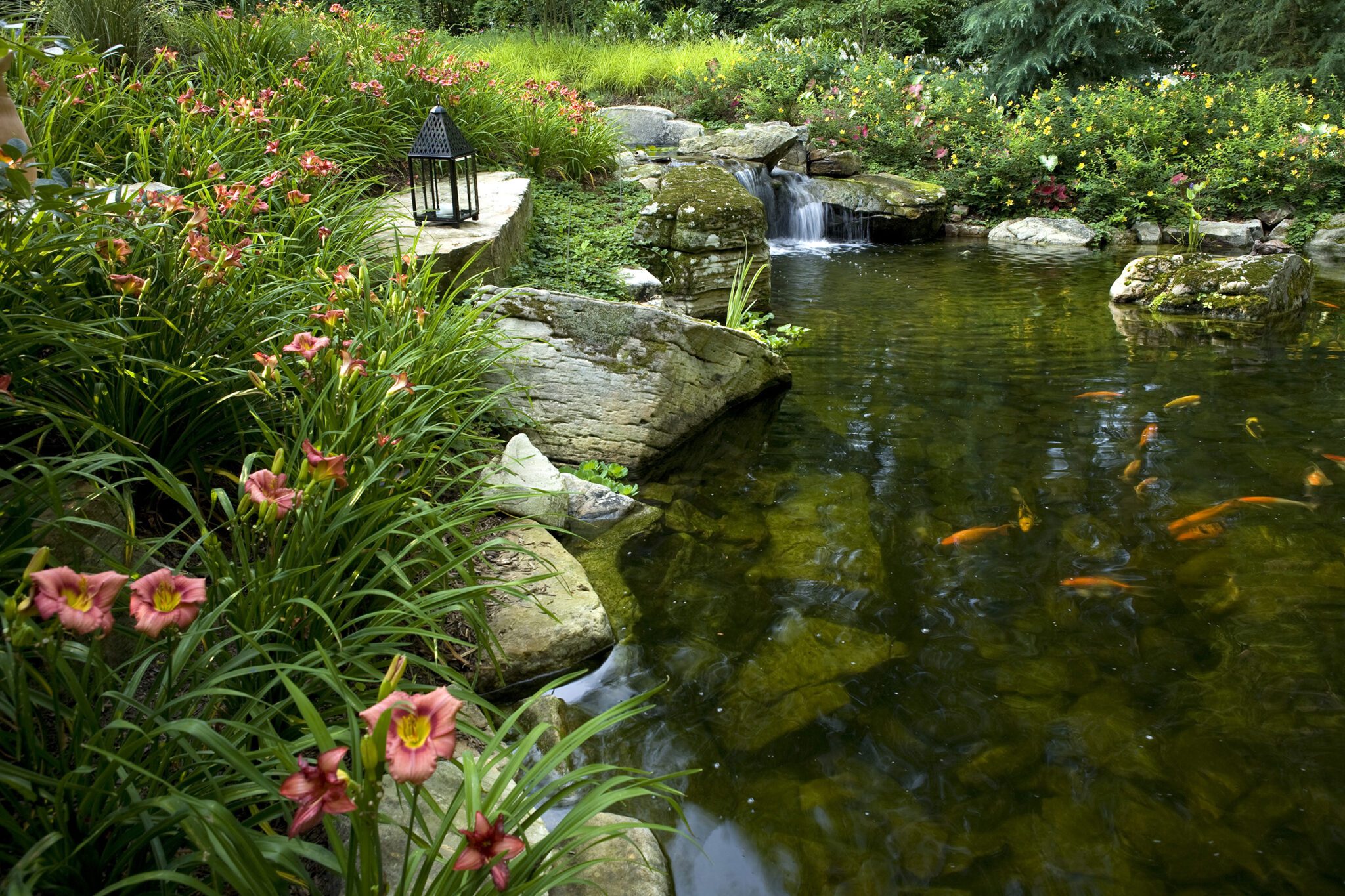 koi fish swimming in backyard pond
