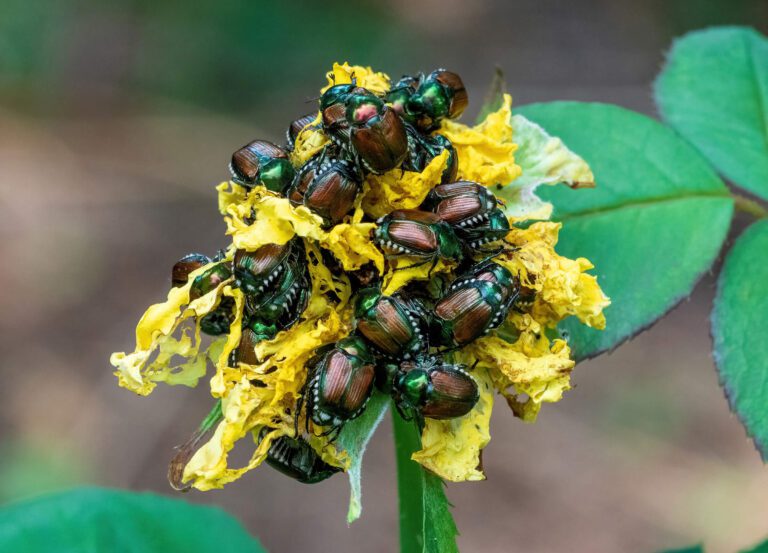 common garden pest Japanese beetles devouring rose blossom