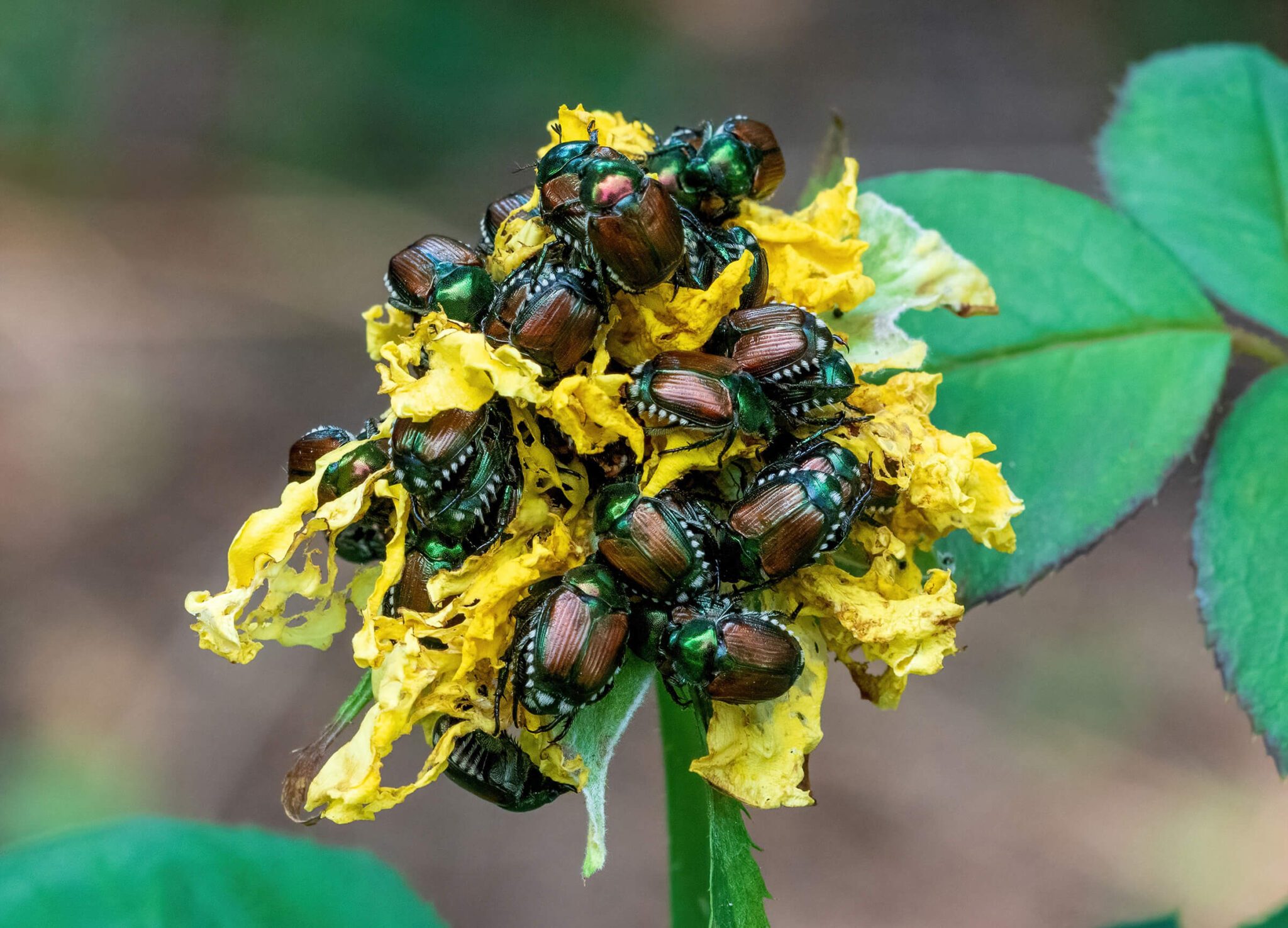 common garden pest Japanese beetles devouring rose blossom