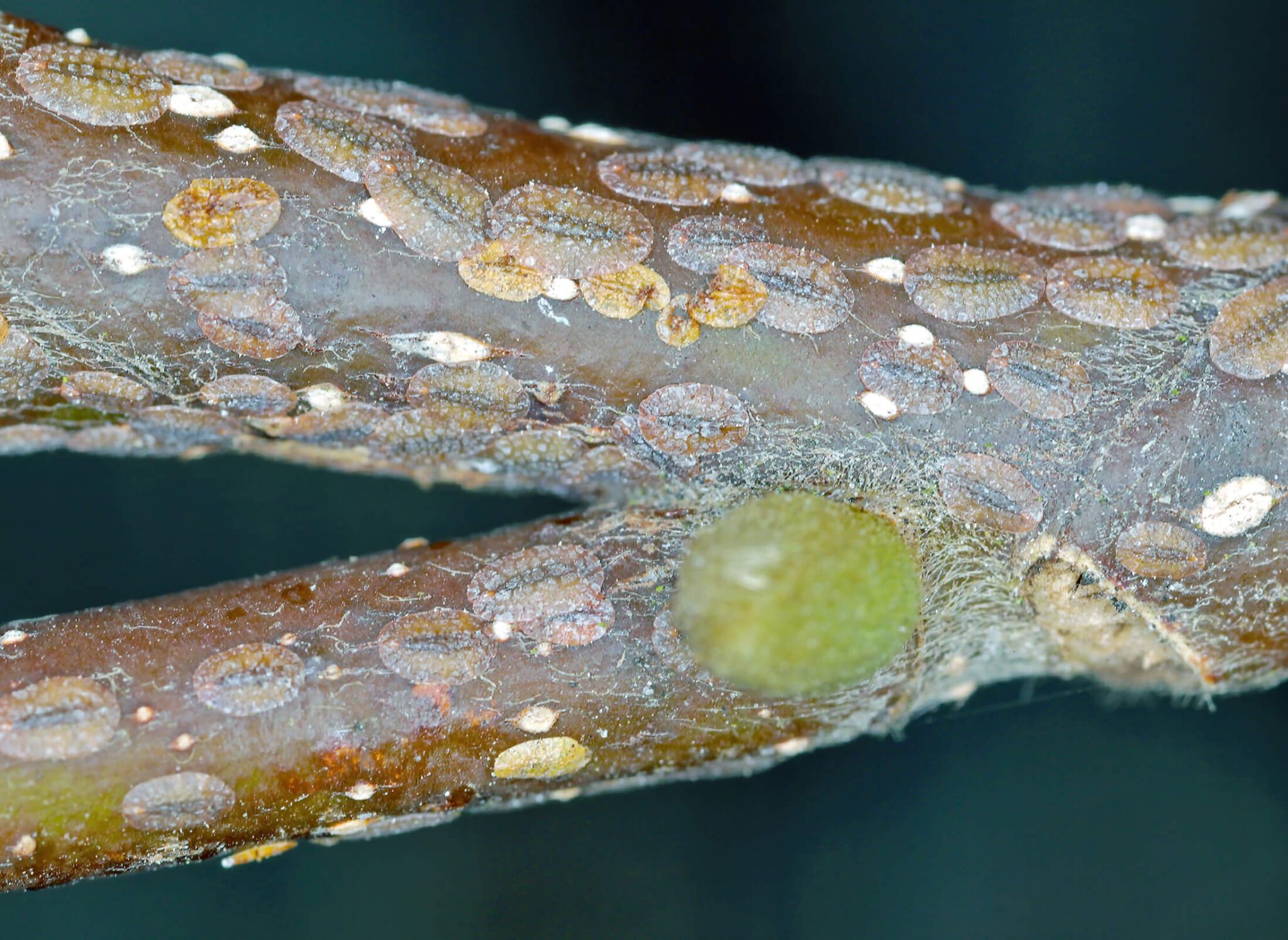 wax scale on magnolia branch