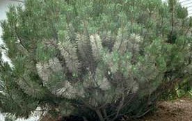pine needle scale damage
