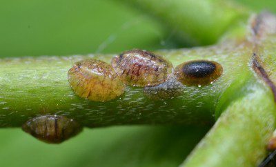 oyster scale bugs
