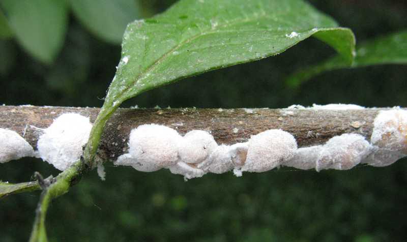 Magnolia Wax Scale