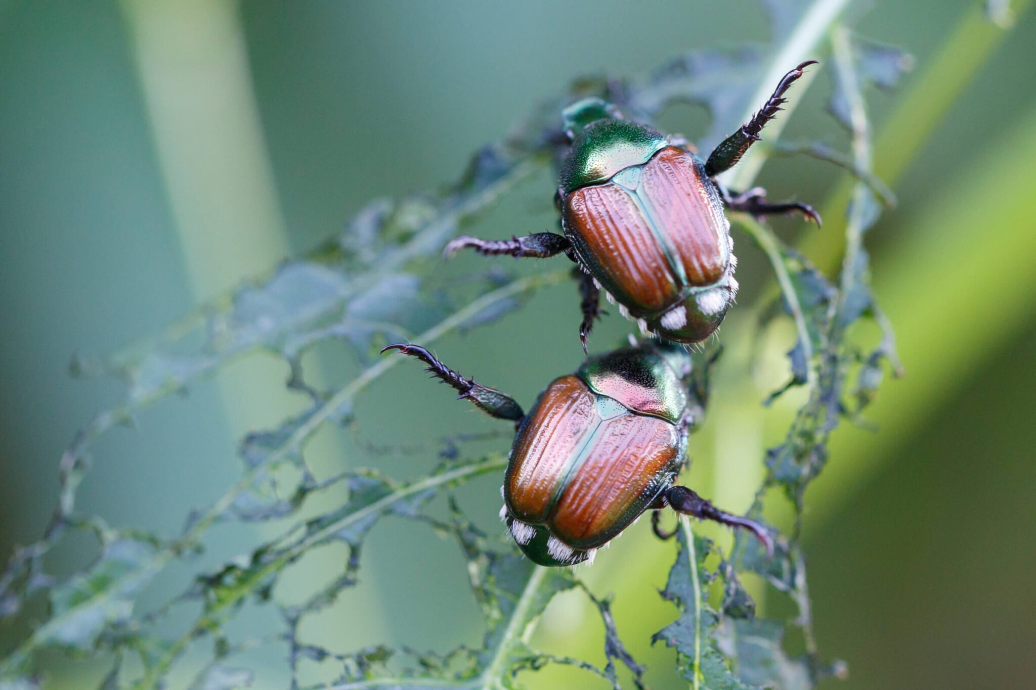 the ubiquitous garden pest japanese beetles trashing a leaf