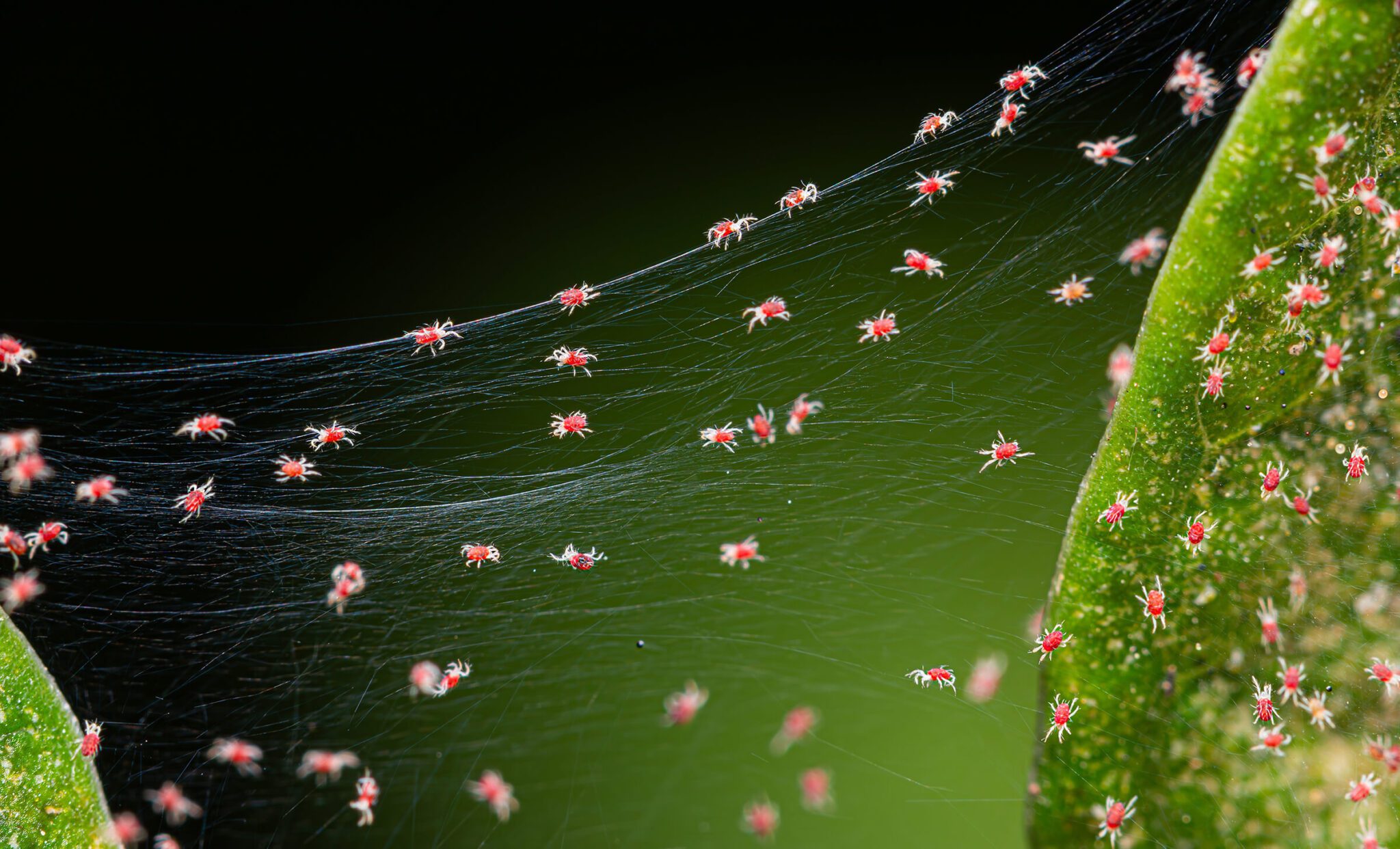 red spider mites a northern Virginia garden pest