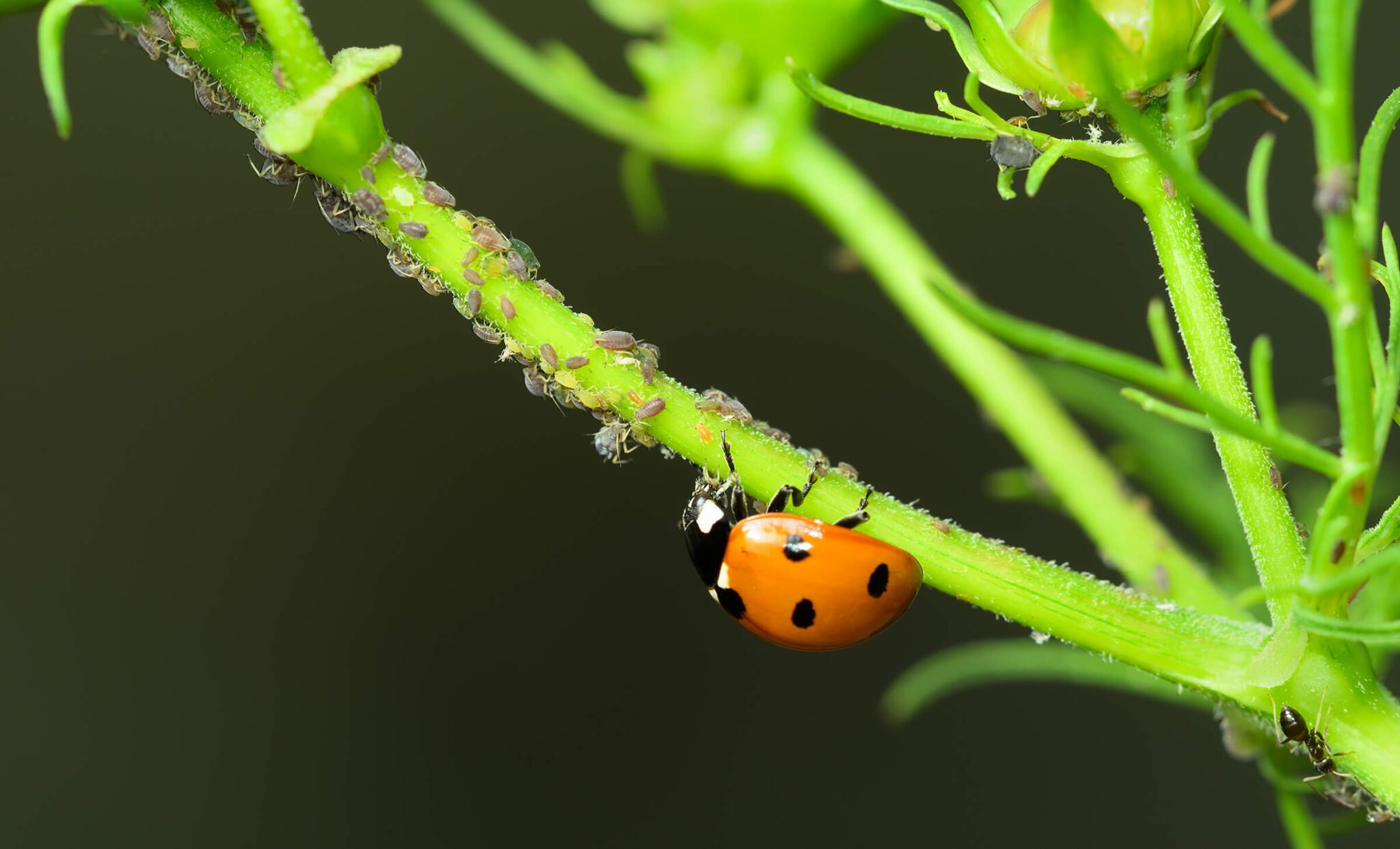 pest aphids being eaten by beneficial ladybug