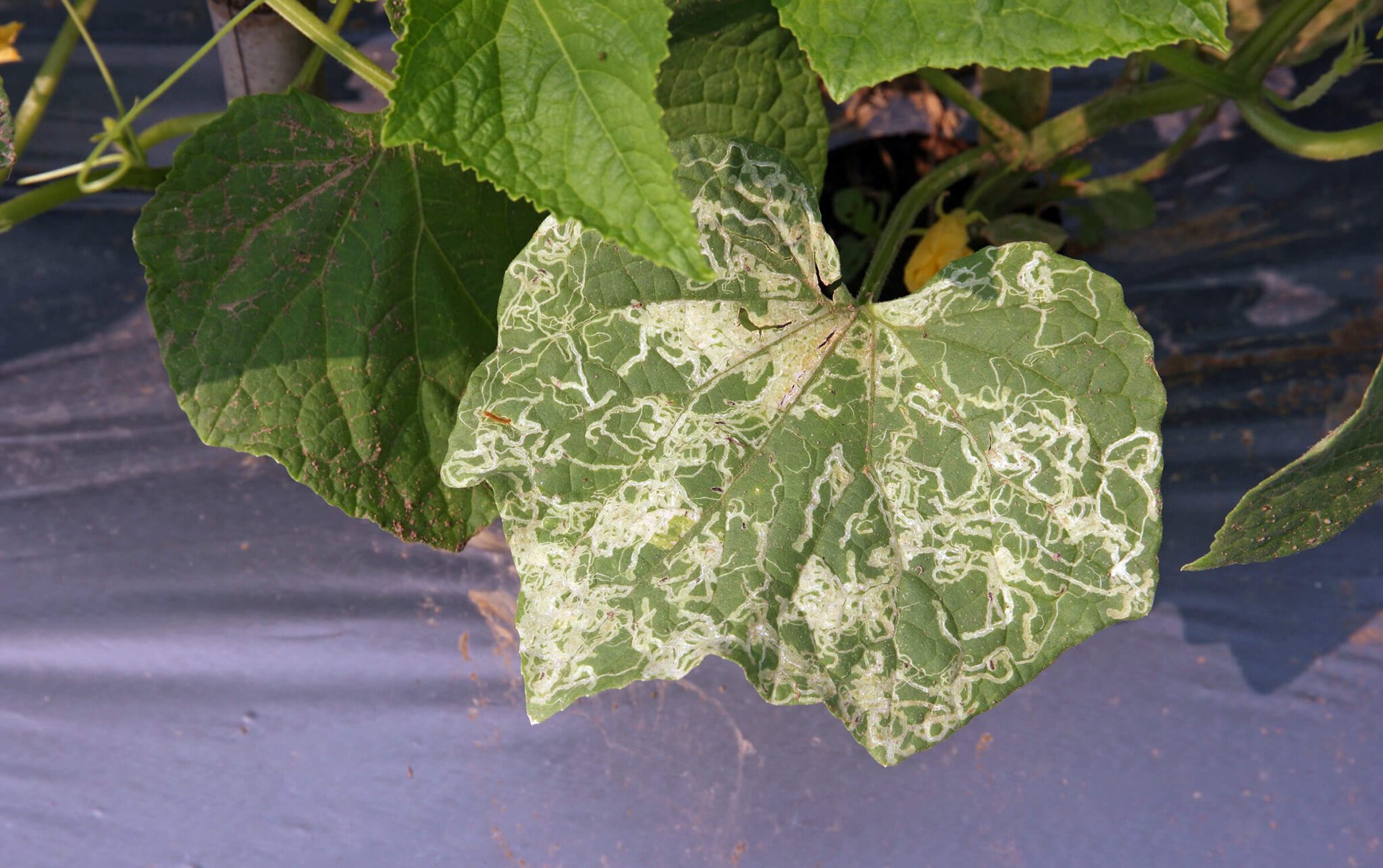 garden pest leaf miner worm trails on foliage