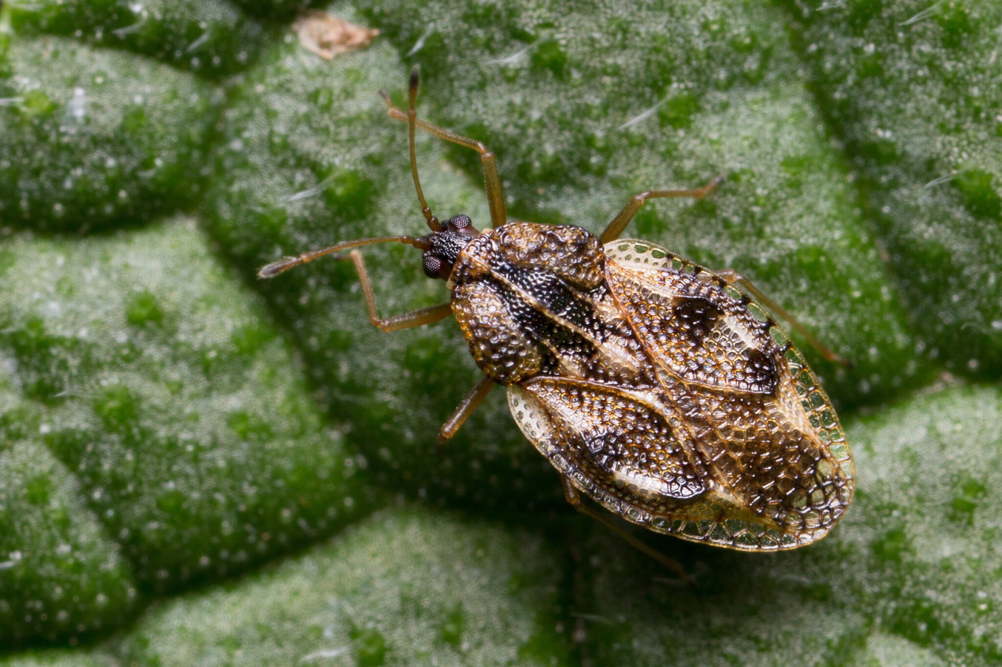 garden pest lacebug